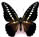 Graphium hicetaon Graphium hicetaon