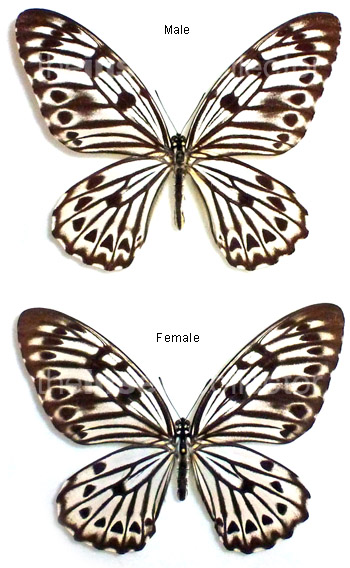 Graphium idaeoides