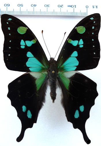 Graphium kosii 