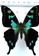 Graphium kosii Graphium kosii