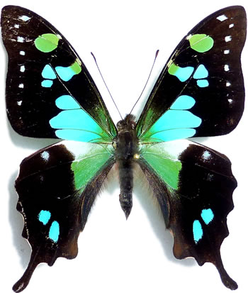 Graphium kosii 