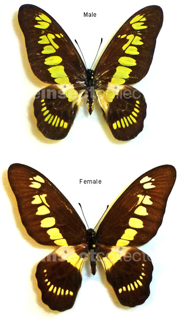 Graphium latreillianus  