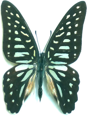 Graphium leechi 