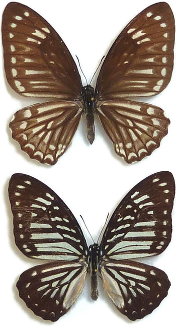 Graphium macareus 