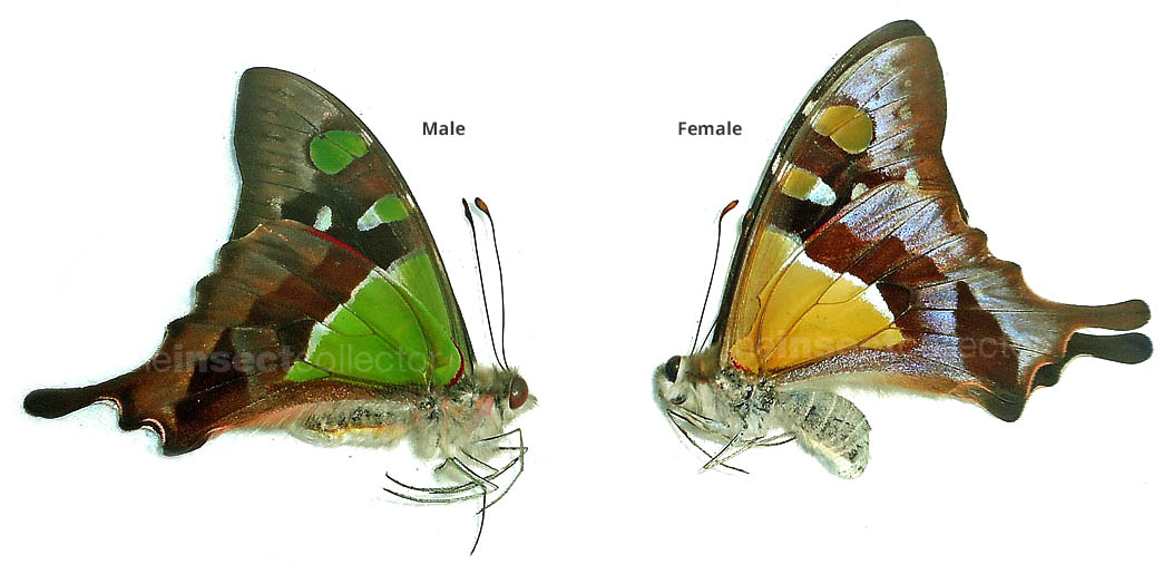 Graphium macleayanus 