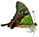 Graphium macleayanus Graphium macleayanus