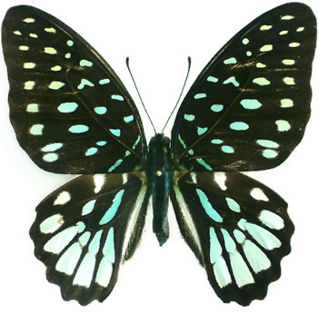 Graphium meeki 