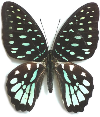 Graphium meeki 