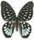 Graphium meeki Graphium meeki