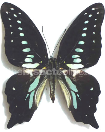 Graphium mendana 