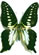 Graphium mendana Graphium mendana