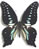 Graphium mendana Graphium mendana