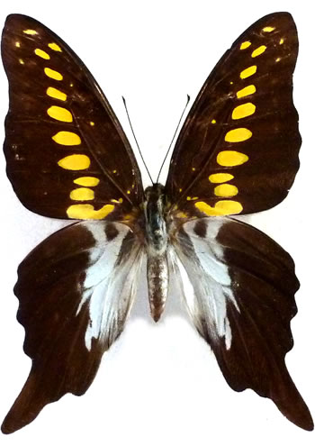 Graphium mendana 