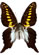 Graphium mendana Graphium mendana