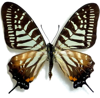 Graphium phidias 