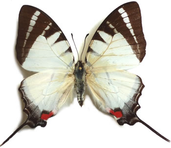 Graphium stratiotes 