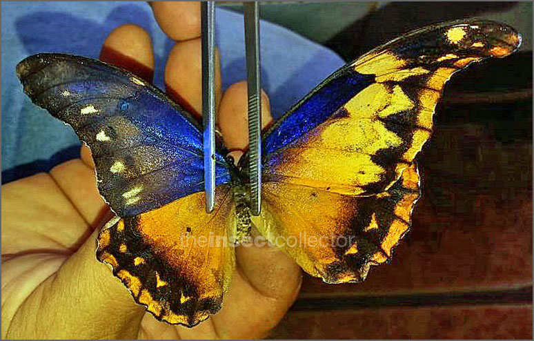 Morpho rhetenor