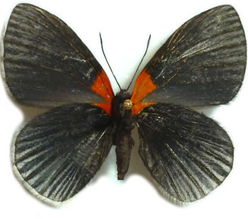 Hades noctula