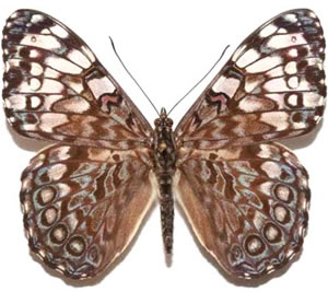 Hamadryas guatemelana 