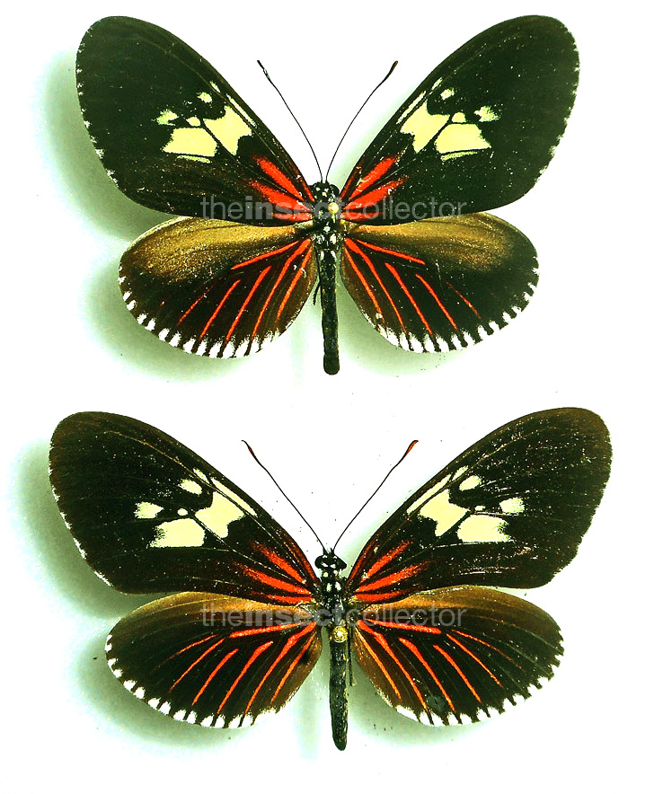 Heliconius (Neruda) metis