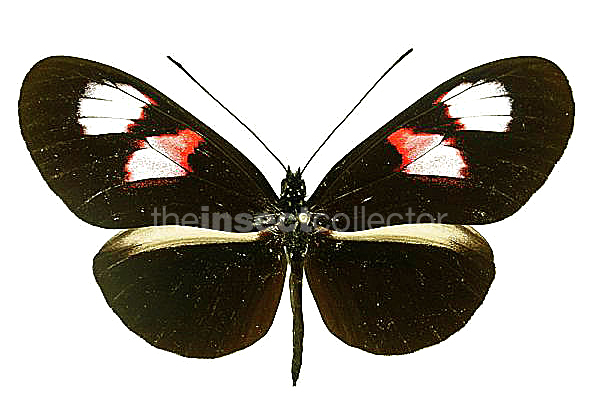 Heliconius melpomene