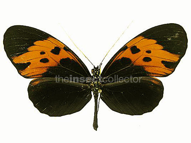 Heliconius numata 