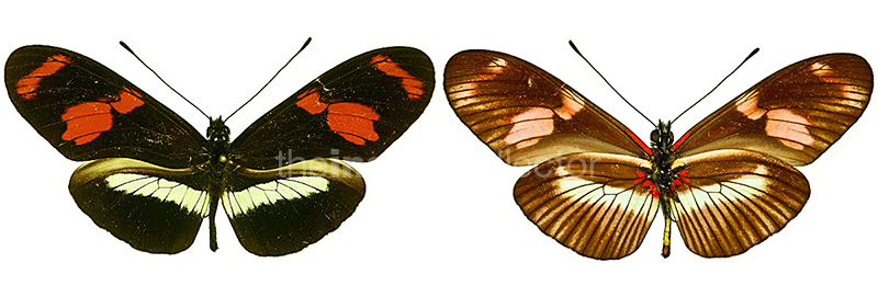 Heliconius telesiphe