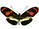 Heliconius telesiphe