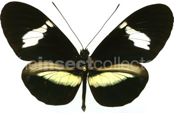 Heliconius Hybrid 