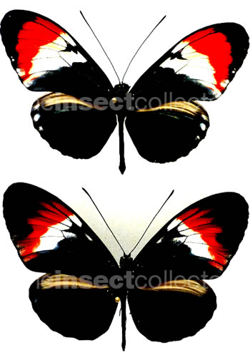 Heliconius Hybrid 