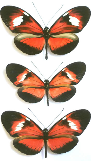 Heliconius Hybrid 