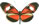 Heliconius Hybrid 