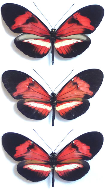 Heliconius Hybrid 