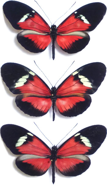 Heliconius Hybrid 