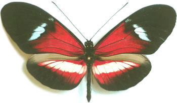 Heliconius Hybrid 