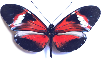 Heliconius Hybrid 