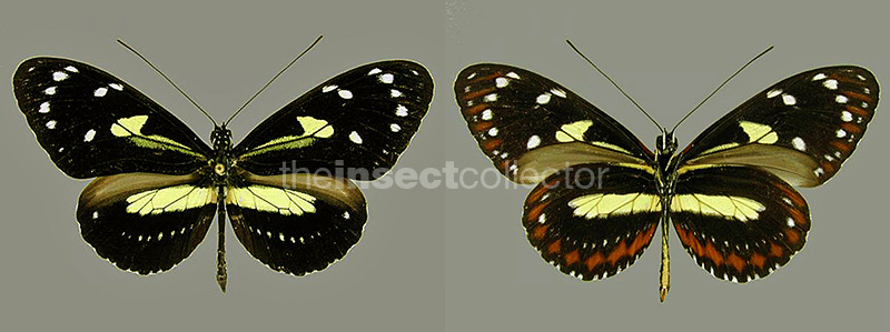 Heliconius atthis