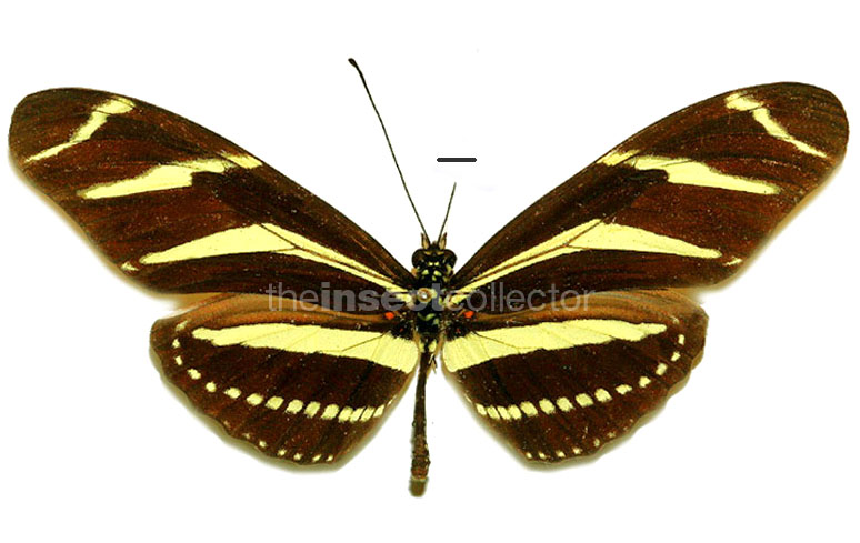 Heliconius charitonius 