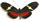 Heliconius clysonymus 