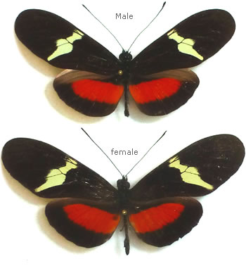 Heliconius clysonymus 