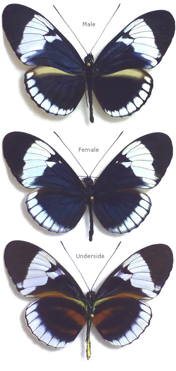 Heliconius cydno 