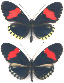 Heliconius cydno x H.melpomene Hybrid 