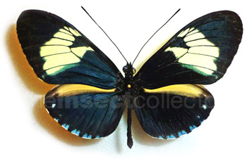 Heliconius cydno 