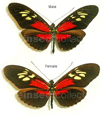 Heliconius egeria