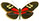 Heliconius egeria