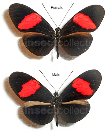 Heliconius erato 