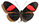 Heliconius erato 