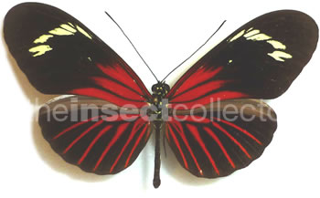 Heliconius erato 