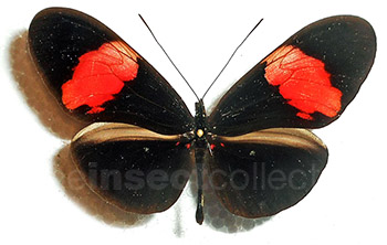 Heliconius erato 