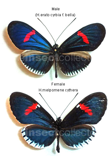 Heliconius melpomene 